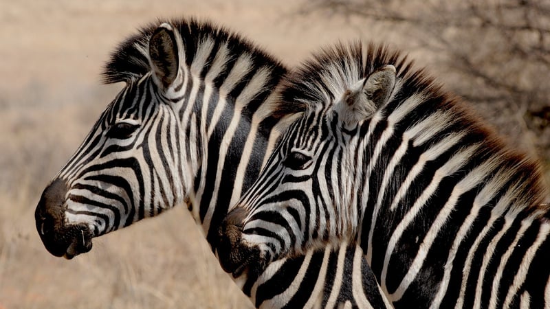 African Safari, Tanzania
